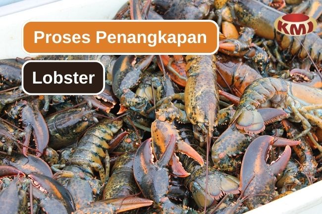 Yuk Pelajari 6 Langkah untuk Menangkap Lobster
